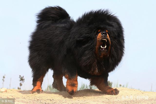 藏獒,凶猛的犬种