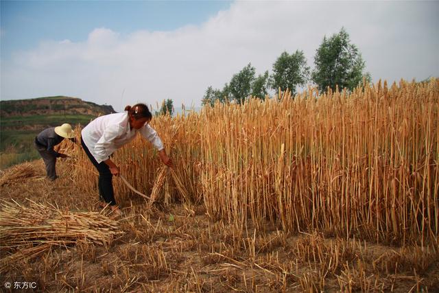 2019年起,农村养老保险缴费标准调整,这些人可