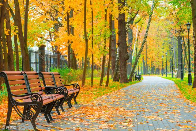 如何用手机拍出最美的秋天树叶?手机摄影经典教程!