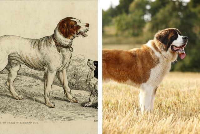 6种狗狗的百年对比图,以前的它们是自由进化,现在则是