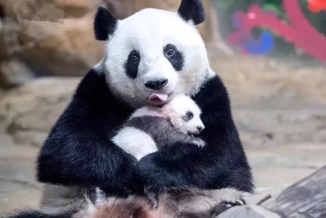 长隆大熊猫幼崽首次露面,每天缩在熊猫妈妈怀中,被称
