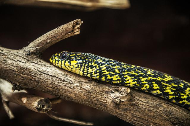 王锦蛇，也叫黄蟒蛇菜花蛇等，是一种体型比较大的无毒蛇!