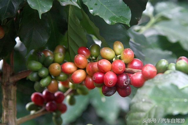 普洱咖啡就要红遍山了!鲜咖啡果你尝过吗?!