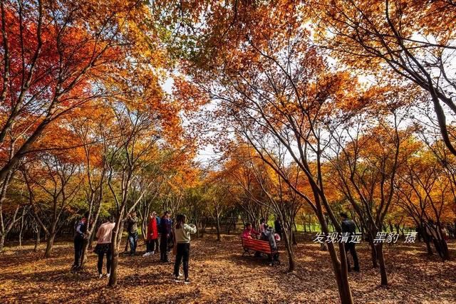 这片浪漫唯美的枫叶林红爆了整个南国,现在从广东出发刚刚好!