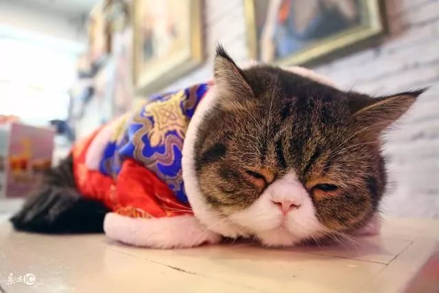 养猫必备:幼猫吃什么才能健康的成长