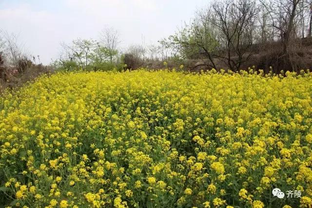 油菜花开春芳菲