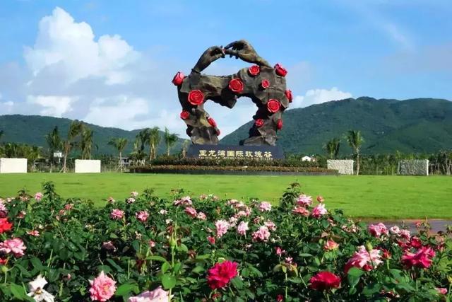 三亚有一片向日葵花海,正惊艳绽放,春节待你而来!