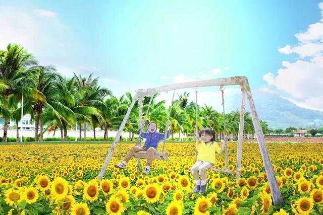 三亚有一片向日葵花海,正惊艳绽放,春节待你而来!