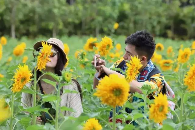 三亚有一片向日葵花海,正惊艳绽放,春节待你而来!
