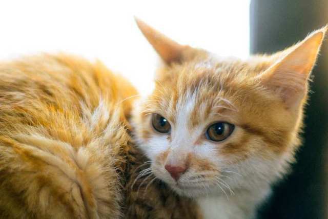 养猫的禁忌，为什么说女生不能和猫一起睡？
