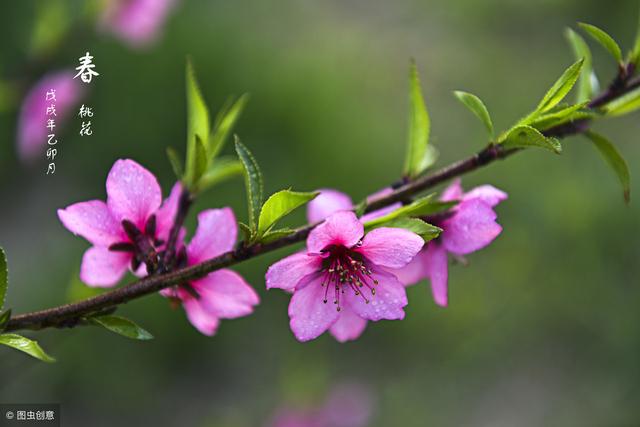 送给爱拍花的你!春天花卉拍摄七字诀~