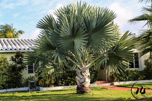 迈阿密的富人区,独栋别墅要上百万美元,有人说赶不上北京两居 迈阿密的富人区,独栋别墅要上百万美元,有人说赶不上北京两居
