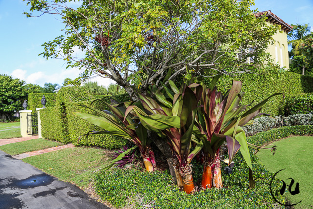 迈阿密的富人区,独栋别墅要上百万美元,有人说赶不上北京两居 迈阿密的富人区,独栋别墅要上百万美元,有人说赶不上北京两居