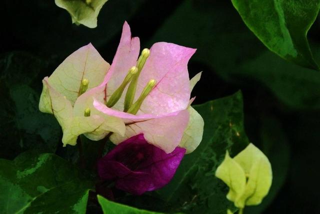 北方可以种植三角梅吗,你知道答案吗