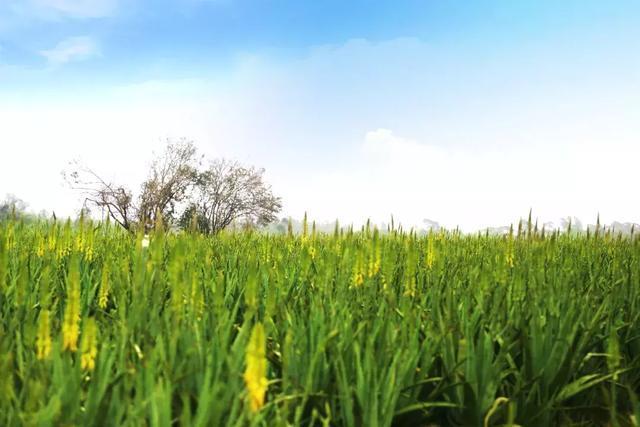 邂逅1000亩的芦荟花海！广东这片花海堪称国内的“普罗旺斯”