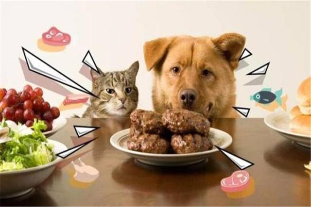 猫咪吃狗粮安全吗?偶尔当零食可以,做主食的话可能就要生病了!