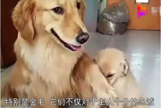 小金毛闯祸后被主人教训,狗妈递棍子后撅起大