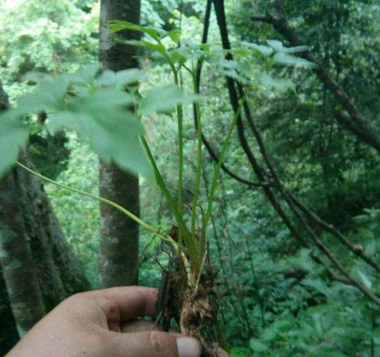 山里这种长在石头上的花,看起来不太起眼,殊不知价值珍贵 山里这种长在石头上的花,看起来不太起眼,殊不知价值珍贵