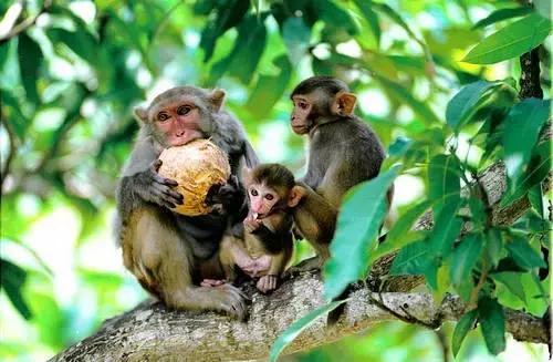 人猴同乐:温暖天堂,海南南湾猴岛!