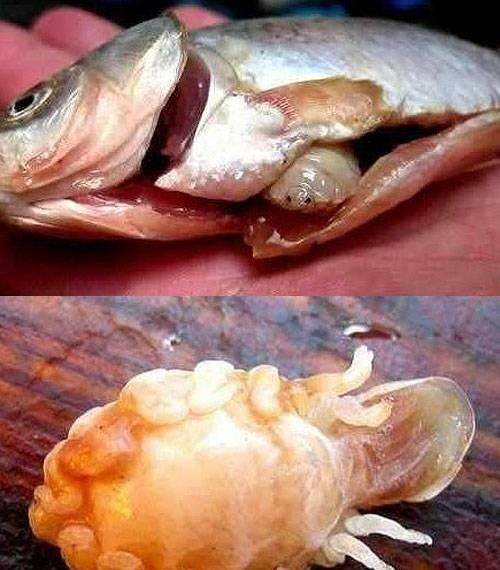 一条被缩头鱼虱完全寄生的鱼，脱离缩头鱼虱后还能活吗？