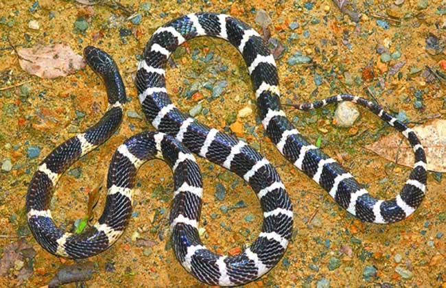 女孩养银环蛇当宠物，不是玩这么简单