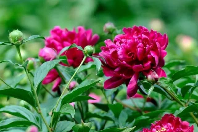 生肖猪,鸡,猴的人,年龄多大的时候,运势最好,财