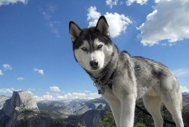 五种最适合作为伴侣犬的大型犬，最后一个最不受欢迎却养的最多！