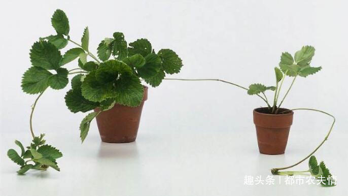 男人会消失吗 没有男人女人怎么生孩子