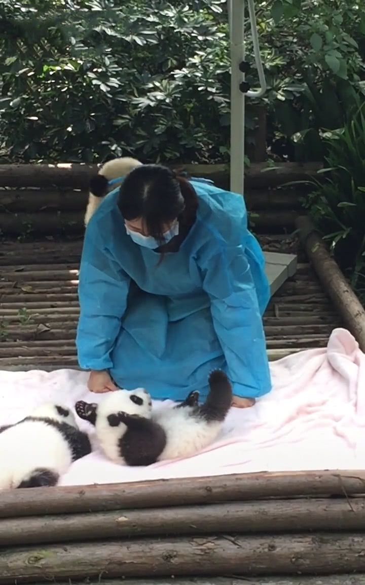 熊猫仰卧起坐太搞笑,但有谁注意后面那只的小动作,网友:太心机