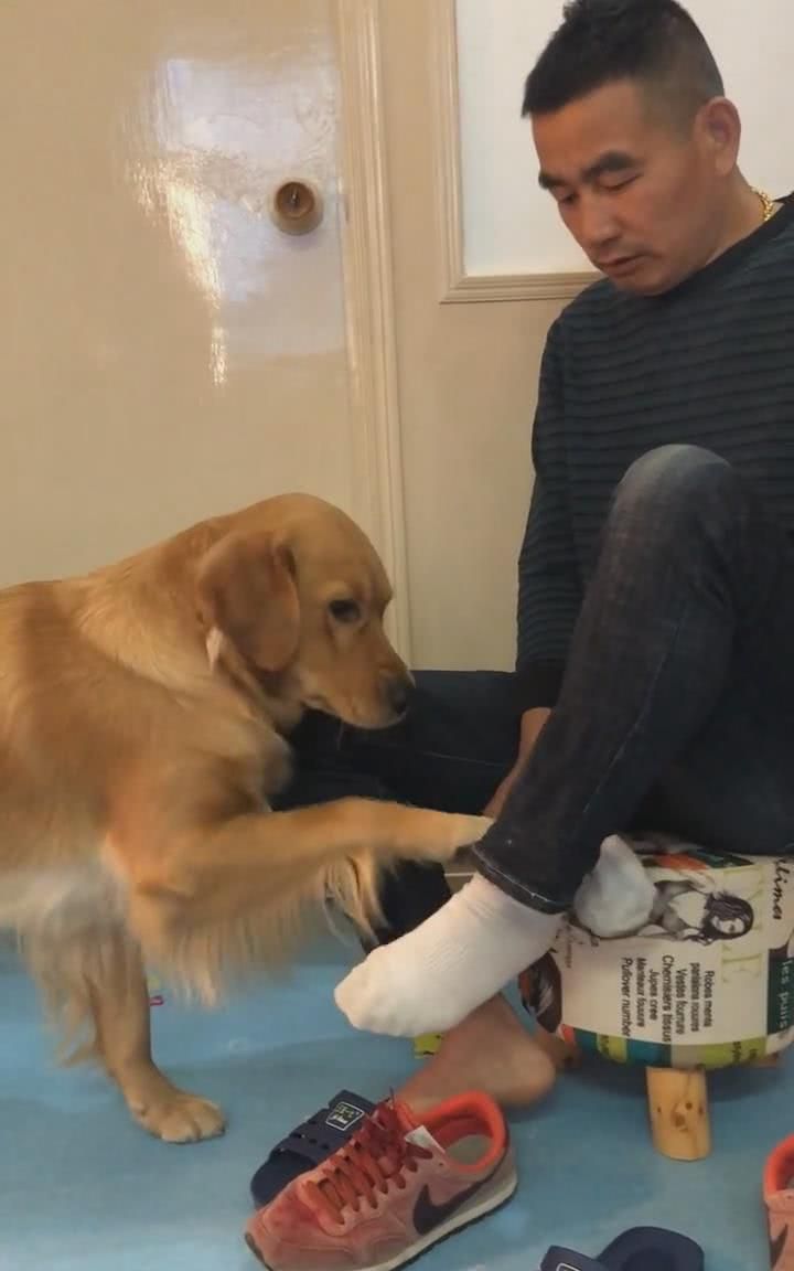 这一幕传到网上以后,网友们纷纷表示这只金毛已经成精了,简直活得不