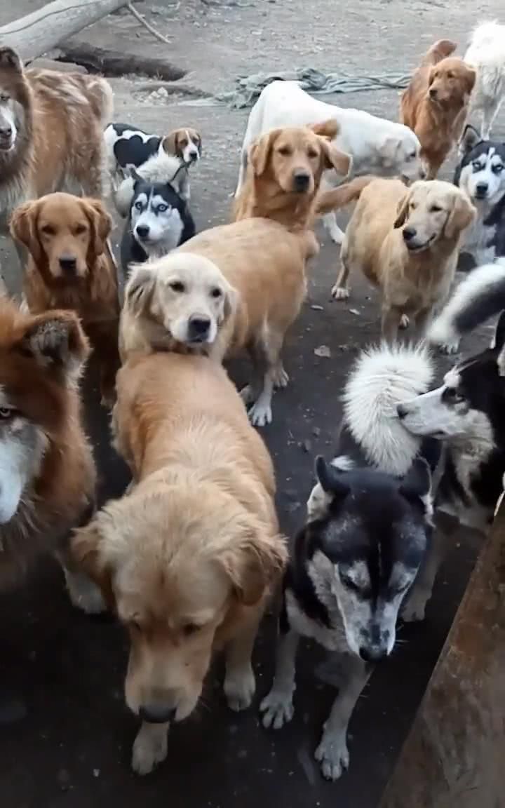 狗肉车上救下的狗狗们,大多都是宠物名犬,心酸一幕好可怜