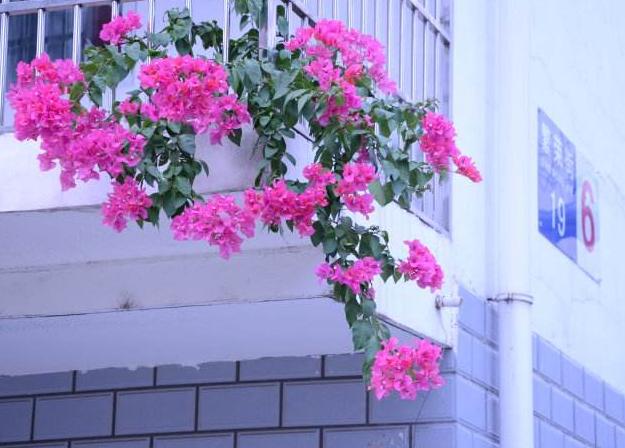 阳台养花 不妨就养三角梅 蔷薇花 矮牵牛花 阳台变
