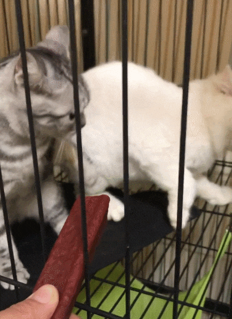 花猫: 真给你脸了, 老子的东西你也敢碰, 网友: 这眉毛是认真的吗