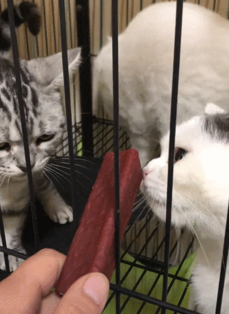 453_621 竖版 竖屏 gif 动态图 动图