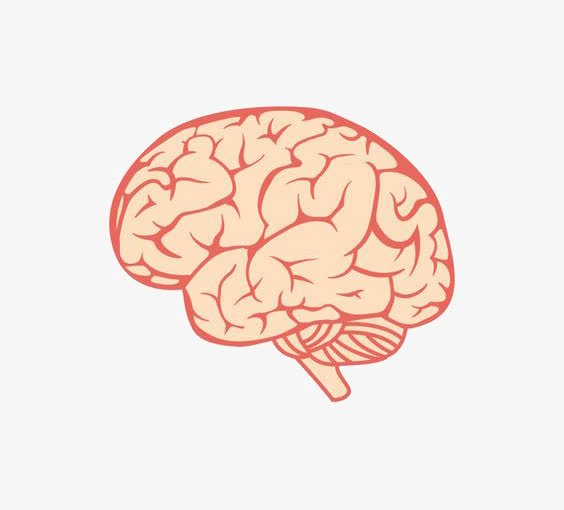 5则生物冷知识:人类的大脑原来也有存储极限!