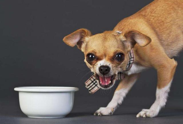 狗狗护食还凶巴巴,蕴含的5大原因,十个人九个不知道!