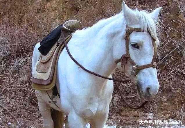 86版《西游记》那匹白龙马,后来怎么样了?下场之惨让人唏嘘