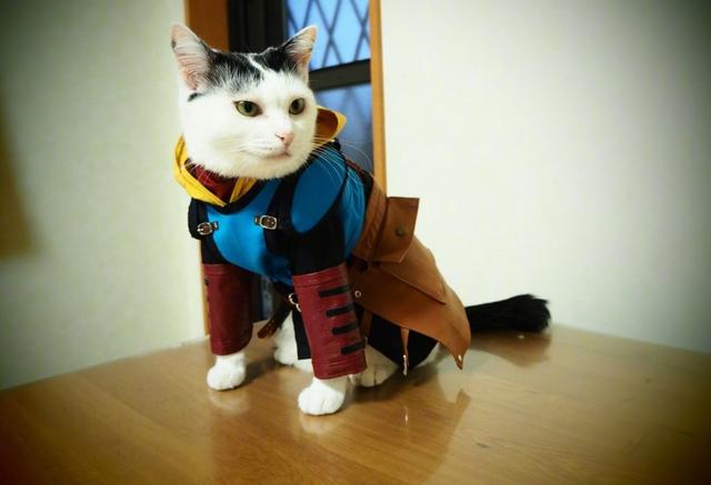 日本网友给自家猫穿上COS服，这些角色你认得全么？
