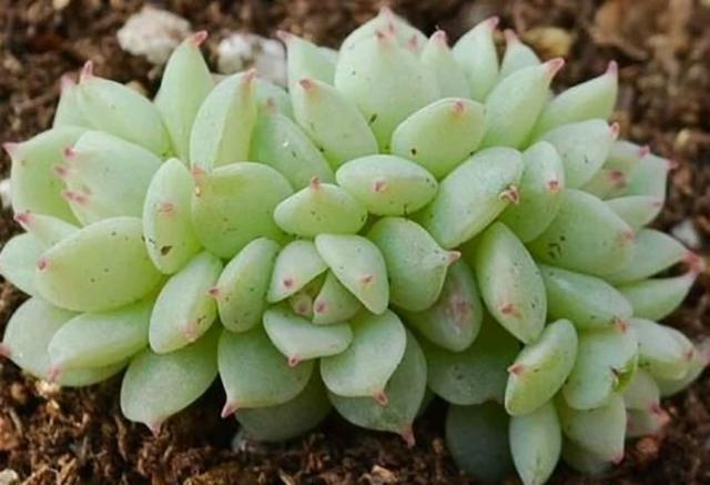 静夜传说中的夏必死你认识吗？你知道它的养护技巧和方法吗