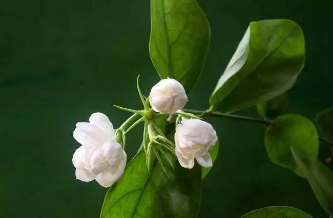 茉莉花的功效与作用视频 UCAv-hrvcwnm1895089.jpg