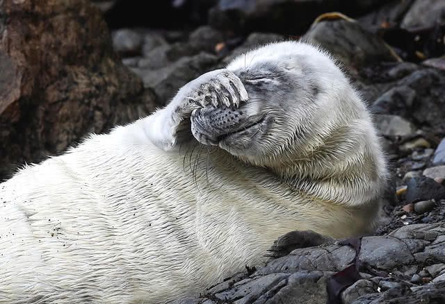 羞什么万什么成语_羞子是什么样子图片(3)