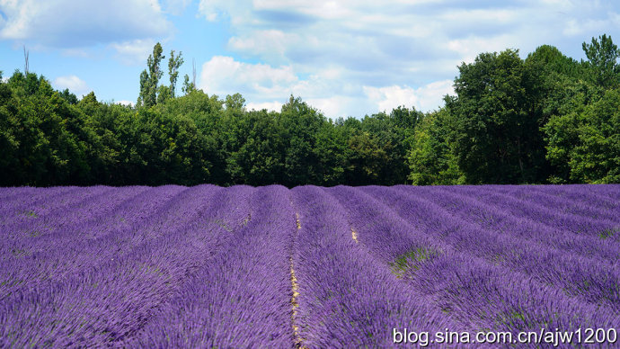 超浪漫！普罗旺斯薰衣草田园