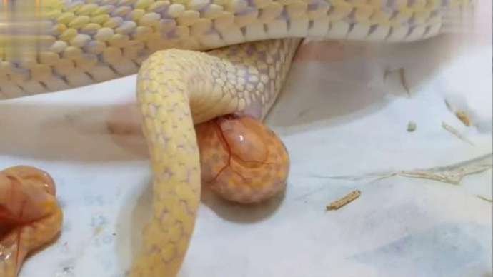 男子发现自己的宠物蛇有异常情况, 随后发生了神奇的一幕！