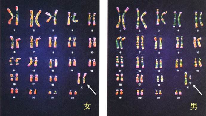 只有两条能够决定性别,这两条就是性染色体,男性的性染色体为xy,女性
