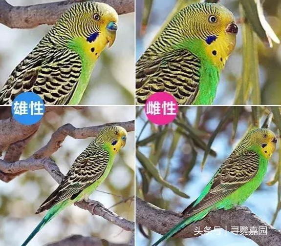 最常见的鸟类也有不普通的故事虎皮鹦鹉