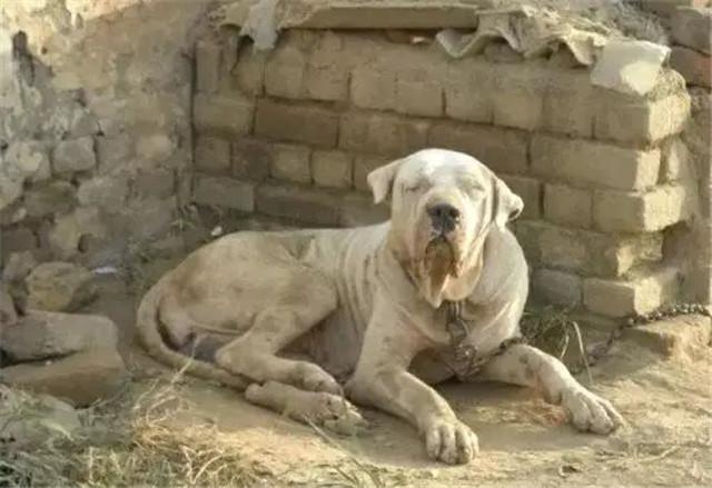 终极杀戮机器库达犬,猛犬中的战斗犬!