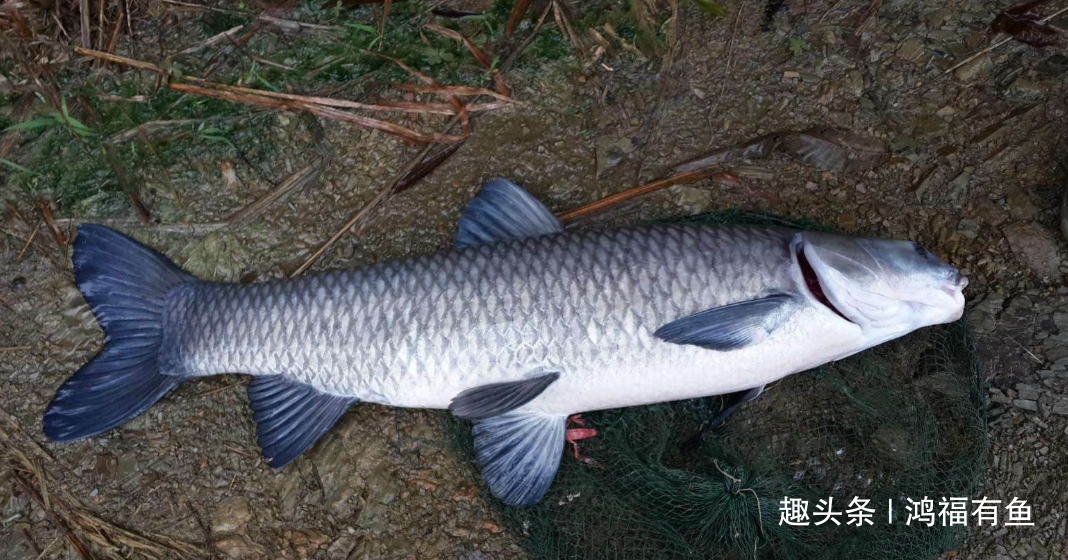 野外垂钓大青鱼的知识