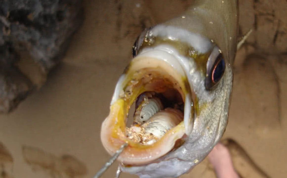 男子钓上一条大怪鱼,当看到嘴里的恐怖生物后,当场就直泛恶心
