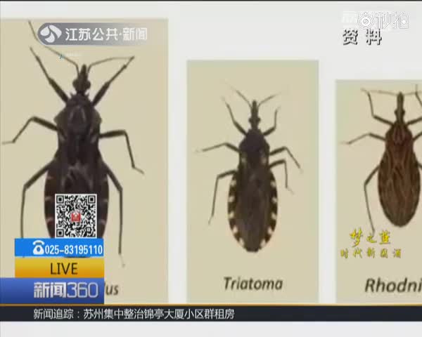 锥蝽可传播"新型艾滋病"? 急性期可致脑栓塞或猝死 国内未现病例
