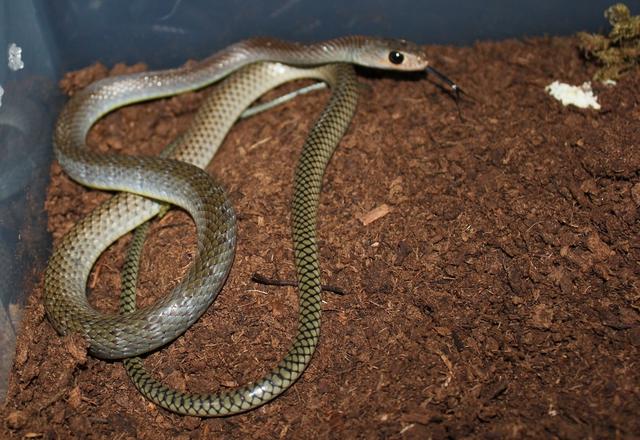 介绍三种蛇:盔头蛇一种毒蛇,滑鼠蛇体长无毒和无毒的灰鼠蛇!